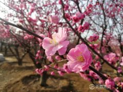 花开春意暖 银河集团汽车主题公园迎赏花踏青游客岑岭