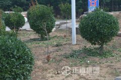 天气渐热，，，五月花灌木的修剪要点